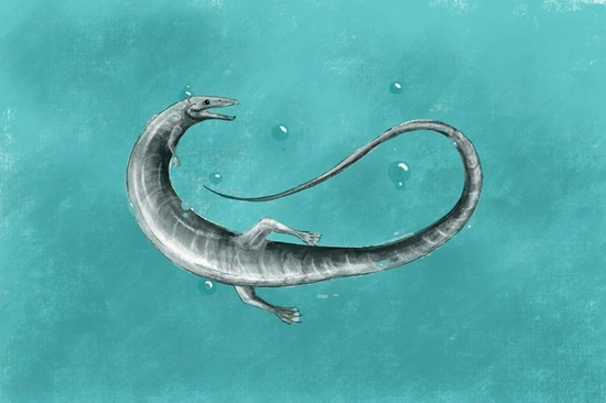 图中是侏罗纪晚期的蛇颈龙，它们生活在大约1.5亿年前，骨骼化石挖掘于德国南部，它是一种非凡的长体游泳喙头目生物。