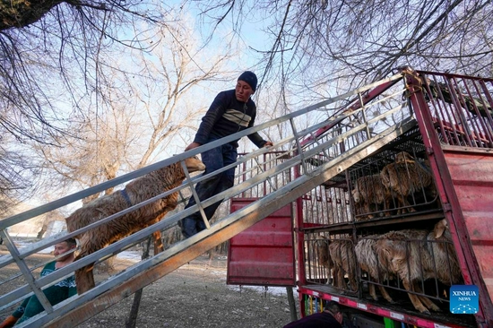 Herders load their livestock onto a truck as they move to winter pastures in Huocheng County, northwest China's Xinjiang Uygur Autonomous Region, Nov. 24, 2021. Local herders in Huocheng County are moving their livestock to winter pastures as the weather gets colder. (Xinhua/Zhao Ge) 