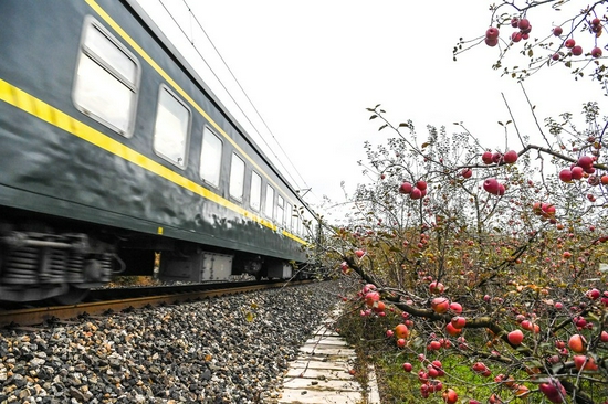 A slow train passes by an apple orchard at Xiaolongdong Village of Xiaolongdong Township in Zhaotong City, southwest China's Yunnan Province, Nov. 29, 2021. (Xinhua/Yang Wenbin)