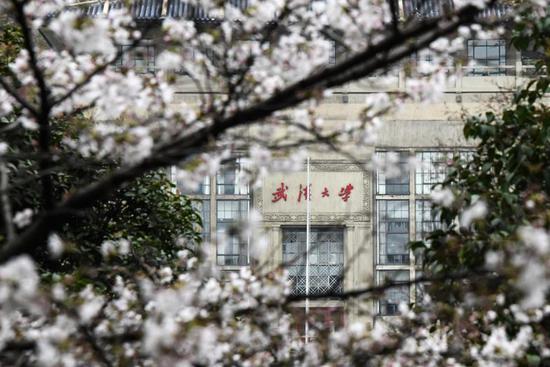Wuhan university organizes ten-day live broadcast to show cherry blossoms in campus