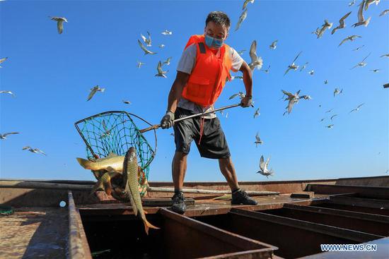 A fisherman pours captured fish into the hold of a boat in Bostan Lake in Bohu County, northwest China's Xinjiang Uygur Autonomous Region, Aug. 8, 2020. (Photo by Nian Lei/Xinhua) 