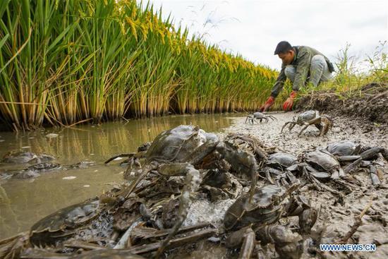 A villager harvests crabs in paddy fields in Lingtou Village, Lutai Economic Development Zone of Tangshan City, north China's Hebei Province, Sept. 22, 2020. In recent years, local authorities of Lutai have put efforts into the organic rice production. People here developed a rice-crab commensal eco-agriculture mode that river crabs are bred in growing rice. This mode has created a new method for farmers planting rice to increase incomes. (Xinhua/Mu Yu)