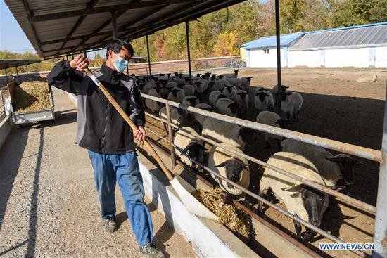 A worker feeds Suffolk sheep at an animal husbandry company in Manas County, northwest China's Xinjiang Uygur Autonomous Region, Oct. 19, 2020. Manas introduced Suffolk sheep in 1989. The county has accumulated experience on sheep breeding and improved the quality of its mutton products. In recent years, local people have promoted their high-quality mutton products in the market in Beijing and Shanghai via e-commerce platform to boost villagers' income. (Xinhua/Ding Lei)