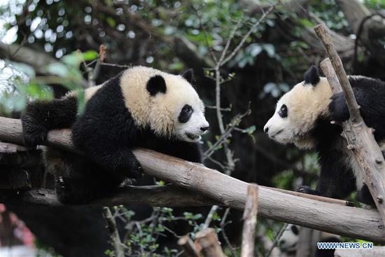 A giant panda is pictured at Chengdu Research Base of Giant Panda Breeding during a theme event marking International Panda Day in Chengdu, southwest China's Sichuan Province, Oct. 27, 2020. (Xinhua/Xu Bingjie) 