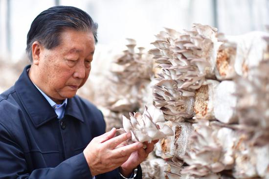 Lin Zhanxi from Fujian Agriculture and Forestry University checks mushrooms cultivated on chopped Juncao in Fuzhou, southeast China's Fujian Province, Nov. 2, 2018. (Xinhua/Wei Peiquan)