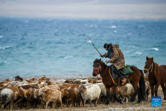 A herder drives his livestock by the Sayram Lake as they head for a winter pasture in Huocheng County, northwest China's Xinjiang Uygur Autonomous Region, Nov. 26, 2021. Local herders in Huocheng County are moving their livestock to winter pastures as the weather gets colder. (Xinhua/Zhao Ge) 