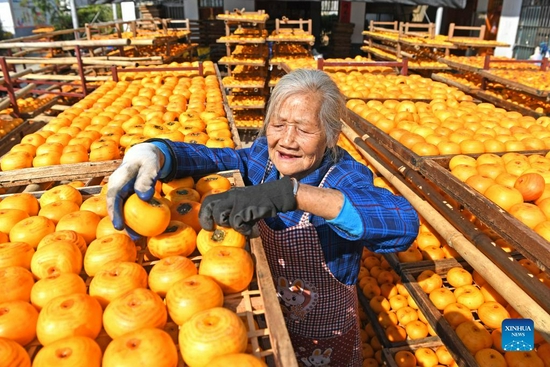 A villager dries persimmons in Gongcheng Yao Autonomous County, south China's Guangxi Zhuang Autonomous Region, Nov. 29, 2021. Persimmons are in season here and the fruit is ripe on the branches. Village workers are busy picking and drying the fruit. (Xinhua/Zhou Hua)