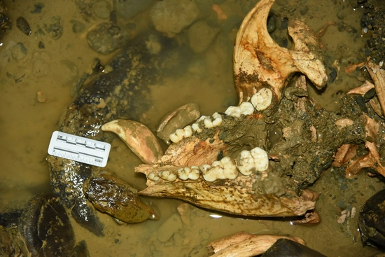 Photo provided by the Institute of Mountain Resources under Guizhou Academy of Sciences on Dec. 8, 2021 shows the giant panda fossils found during the latest research in southwest China's Guizhou Province. (Institute of Mountain Resources under Guizhou Academy of Sciences/Handout via Xinhua)