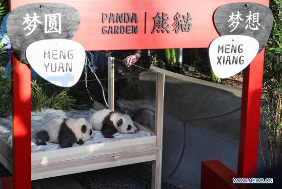 凤凰平台开户注册 1 柏林的双胞胎熊猫宝宝有名字 1
