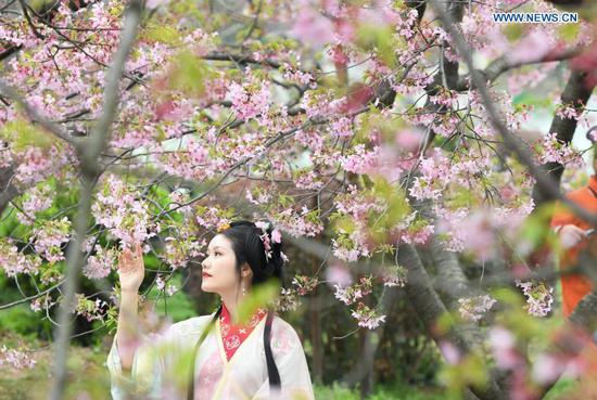 A tourist wearing traditional clothing poses for photos with blooming cherry blossoms by the East Lake in Wuhan, central China's Hubei Province, March 3, 2021. The cherry blossom festival kicked off in Wuhan on Wednesday, welcoming frontliners who fought in Hubei to aid local COVID-19 pandemic control efforts in 2020. (Xinhua/Cheng Min)