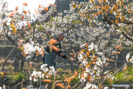 A farmer works at a pear tree garden in Wuhuling Village of Dongjiuzhai Town in Tangshan, north China's Hebei Province, April 14, 2021. (Photo by Liu Mancang/Xinhua)