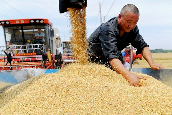 A farmer harvests wheat in the fields of Qianzhuanmen Village, Fucheng County, Hengshui City, north China's Hebei Province, June 13, 2021.(Xinhua/Zhu Xudong)