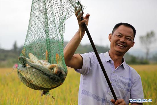 A villager shows fish caught in a paddy field at Jiefang Village of Hongshui Township, Qianxi County, southwest China's Guizhou Province, Sept. 24, 2020. People are busy harvesting rice and fish in paddy fields of the village. The green and sustainable agriculture mode, which combines culture of rice and fish, has helped significantly increase yields of local farms and income of rural residents. (Photo by Shi Kaixin/Xinhua)