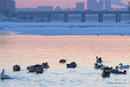 Water birds gather near an islet on the Hunhe River in Shenyang, northeast China's Liaoning Province, Jan. 18, 2021. (Xinhua/Yang Qing)