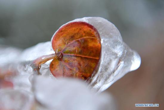 Photo taken on Nov. 24, 2020 shows a plant covered with ice in Xuan'en County, Enshi Tujia and Miao Autonomous Prefecture, central China's Hubei Province. (Photo by Song Wen/Xinhua)