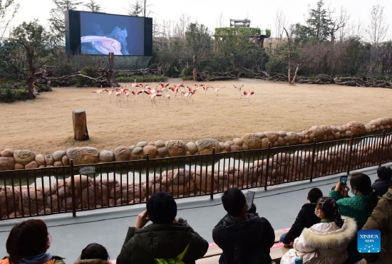 Tourists watch flamingos at an animal-themed park in Zhengzhou, central China's Henan Province, Jan. 2, 2022. (Xinhua/Zhu Xiang)