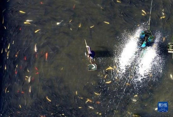 Photo taken on Nov. 14, 2021 shows that fish farmers manage their sturgeon stock at a cold-water fish breeding base in Potou Village of Weizhou Township, Jingxing County, north China’s Hebei Province. Taking advantage of local water resources and wetlands, farmers have in recent years bred cold-water fish such as sturgeon and rainbow trout. Through unified planning and all-round development strategy, the base has obtained good economic returns and expanded farmers’ incomes. (Xinhua/Liang Zidong)