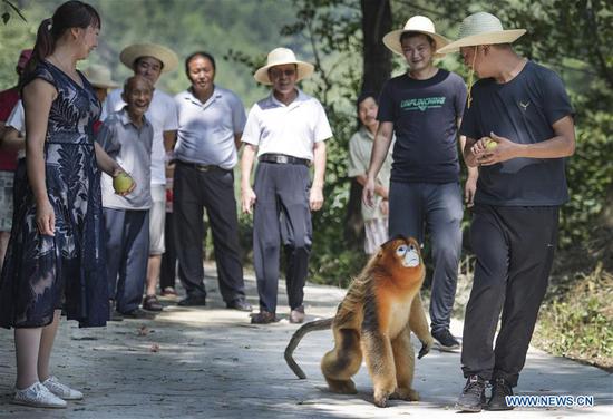  A golden snub-nosed monkey is pictured with villagers at Maoping Village of Maoping Town in Yangxian County, northwest China's Shaanxi Province, Aug. 2, 2020.  A wild grown golden snub-nosed monkey, China's first-class protected species, has recently come by the village.  The monkey found foods at villagers' homes by day and went back forest at night, seeming to be not afraid of people.  Located in the southern foot of the Qinling Mountains, Yangxian County, where the village lies in, is home to many rare animal species including giant pandas, crested ibis, golden snub-nosed monkeys and takins.  It's not rare to see those endangered animals appear at villages.  Local people have formed a high sense of animal protection, living harmoniously with them.  (Xinhua/Tao Ming)