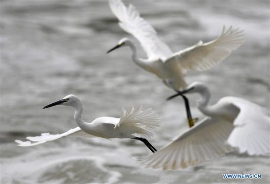 Egrets fly over the Yundang Lake in Xiamen, southeast China's Fujian Province, Sept. 20, 2020. The number of birds is on an upward trend in Xiamen as local ecological environment continues to improve. (Xinhua/Wei Peiquan)