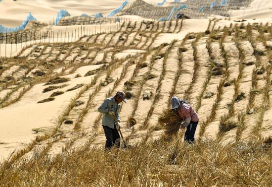 File photo taken on Sept. 7, 2020 shows desertification control workers making straw checkerboard barriers in the Tengger Desert along the construction site of the Qingtongxia-Zhongwei section of the Wuhai-Maqin highway in northwest China's Ningxia Hui Autonomous Region. (Xinhua/Feng Kaihua)