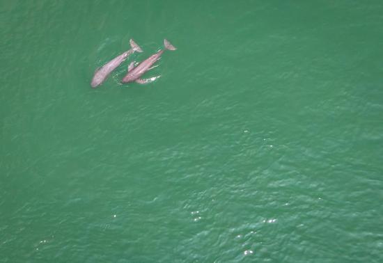 Aerial photo taken on May 11, 2021 shows two Yangtze finless porpoises swimming in the Yichang section of the Yangtze River, central China's Hubei Province. (Xinhua/Xiao Yijiu)
