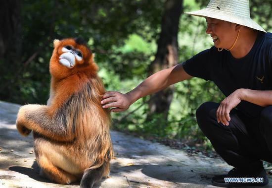  A golden snub-nosed monkey is pictured with a villager at Maoping Village of Maoping Town in Yangxian County, northwest China's Shaanxi Province, Aug. 2, 2020.  A wild grown golden snub-nosed monkey, China's first-class protected species, has recently come by the village.  The monkey found foods at villagers' homes by day and went back forest at night, seeming to be not afraid of people.  Located in the southern foot of the Qinling Mountains, Yangxian County, where the village lies in, is home to many rare animal species including giant pandas, crested ibis, golden snub-nosed monkeys and takins.  It's not rare to see those endangered animals appear at villages.  Local people have formed a high sense of animal protection, living harmoniously with them.  (Xinhua/Tao Ming)