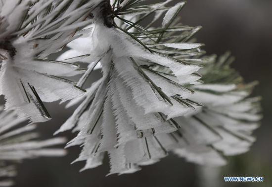 Photo taken on Nov. 23, 2020 shows the frost-covered branches at Wulingyuan scenic spot in Zhangjiajie, central China's Hunan Province. (Photo by Wu Yongbing/Xinhua)