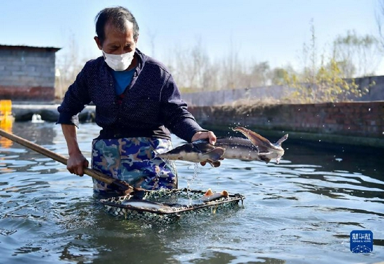 Photo taken on Nov. 14, 2021 shows that fish farmers manage their sturgeon stock at a cold-water fish breeding base in Potou Village of Weizhou Township, Jingxing County, north China’s Hebei Province. Taking advantage of local water resources and wetlands, farmers have in recent years bred cold-water fish such as sturgeon and rainbow trout. Through unified planning and all-round development strategy, the base has obtained good economic returns and expanded farmers’ incomes. (Xinhua/Liang Zidong)