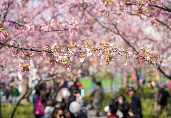 People look at cherry blossoms in full bloom at Jing'an Sculpture Park in east China's Shanghai, March 2, 2021. (Xinhua/Wang Xiang)