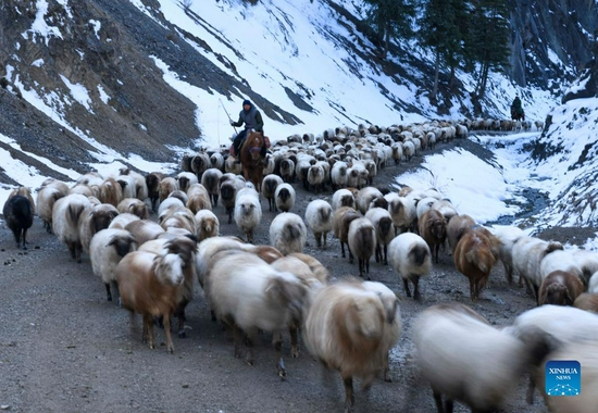 Herders drive their livestock to winter pastures in Huocheng County, northwest China's Xinjiang Uygur Autonomous Region, Nov. 25, 2021. Local herders in Huocheng County are moving their livestock to winter pastures as the weather gets colder. (Xinhua/Zhao Ge) 