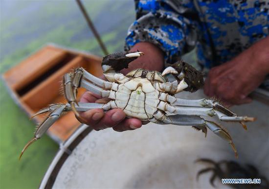 A crab breeder shows a crab at a breeding base in Wuxing District of Huzhou, east China's Zhejiang Province, Sept. 23, 2020. A crab-breeding base covering an area of 14,000 mu (about 933 hectares) ushered in harvest season recently in Wuxing. In recent years, some villages in Wuxing have been vigorously promoting industrial upgrading and established an association, so as to standardize and improve crab quality, facilitate ecological cultivation and boost villagers' income. (Xinhua/Xu Yu) 