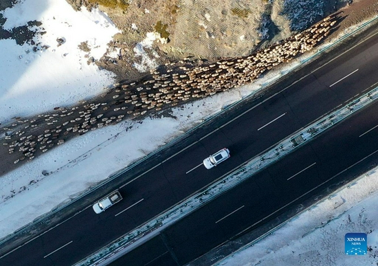 Aerial photo taken on Nov. 25, 2021 shows herders driving their livestock along an expressway as they head for winter pastures in Huocheng County, northwest China's Xinjiang Uygur Autonomous Region. Local herders in Huocheng County are moving their livestock to winter pastures as the weather gets colder. (Xinhua/Zhao Ge) 