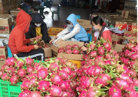 People package dragon fruits in the city of Buon Ma Thuot in Vietnam's central highlands Dak Lak province on Aug. 12, 2020. (VNA via Xinhua)