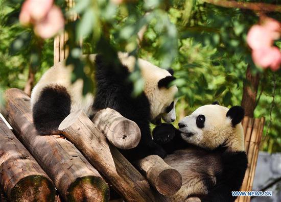 Giant pandas are seen at the Qinling research center of giant panda breeding in Zhouzhi County, northwest China's Shaanxi Province, Sept. 23, 2020. The center undertakes the tasks including field rescue, disease control, species breeding and nutrition research in feeding, that are specific to giant pandas living in Qinling Mountains. A total of 31 giant pandas live in the center at present and are taken care of by over 20 full-time feeders. (Xinhua/Liu Xiao)