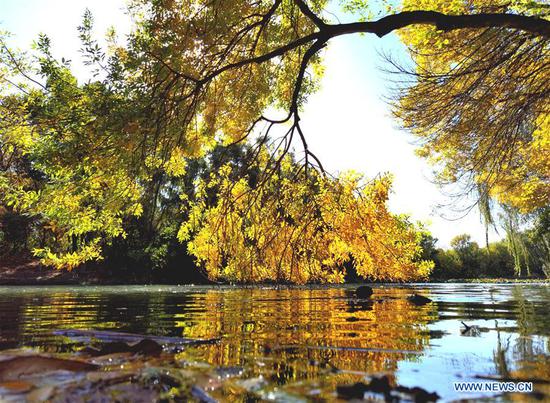 Photo taken on Oct. 22, 2020 shows the autumn view of Beijing Olympic Forest Park in Beijing, capital of China. (Xinhua/Luo Xiaoguang) 