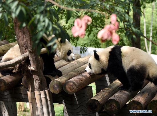 Giant pandas are seen at the Qinling research center of giant panda breeding in Zhouzhi County, northwest China's Shaanxi Province, Sept. 23, 2020. The center undertakes the tasks including field rescue, disease control, species breeding and nutrition research in feeding, that are specific to giant pandas living in Qinling Mountains. A total of 31 giant pandas live in the center at present and are taken care of by over 20 full-time feeders. (Xinhua/Liu Xiao)