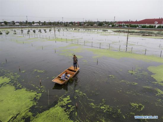 Aerial photo taken on Sept. 23, 2020 shows crab breeders catching crabs at a breeding base in Wuxing District of Huzhou, east China's Zhejiang Province. A crab-breeding base covering an area of 14,000 mu (about 933 hectares) ushered in harvest season recently in Wuxing. In recent years, some villages in Wuxing have been vigorously promoting industrial upgrading and established an association, so as to standardize and improve crab quality, facilitate ecological cultivation and boost villagers' income. (Xinhua/Xu Yu)