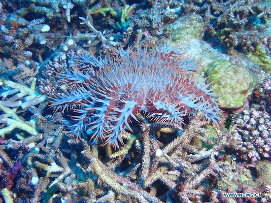 Photo taken on June 27, 2020 shows a starfish on the coral. Chinese scientists said on Thursday that they have completed a comprehensive scientific expedition near Zhongsha Islands in the South China Sea. (South China Sea Institute of Oceanology of the Chinese Academy of Sciences/Handout via Xinhua)