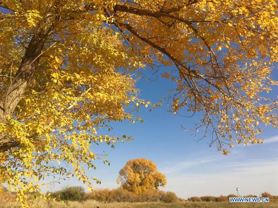 Photo taken on Oct. 14, 2020 shows the populus euphratica forest at the Shiyang River national wetland park in Wuwei, northwest China's Gansu Province. (Xinhua/Guo Gang)