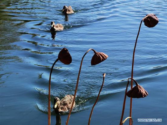 Photo taken on Oct. 23, 2020 shows ducks at Xihai Wetland Park in Beijing, capital of China. (Xinhua/Luo Xiaoguang) 