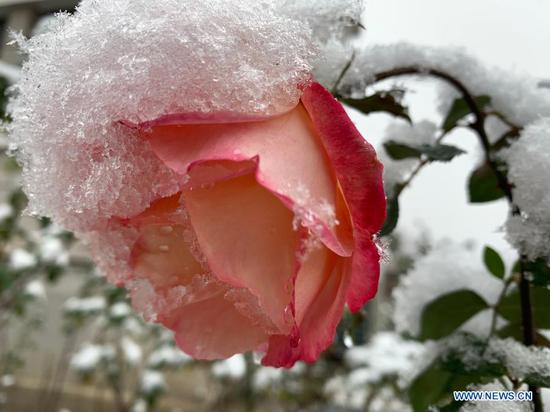 Snow lays on a flower in the suburb of Beijing, capital of China, Nov. 21, 2020. Beijing witnessed a snowfall on Saturday. (Xinhua/Liu Jie)