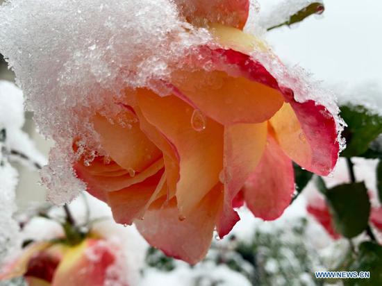  Snow lays on a flower in the suburb of Beijing, capital of China, Nov. 21, 2020.  Beijing witnessed a snowfall on Saturday.  (Xinhua/Liu Jie)