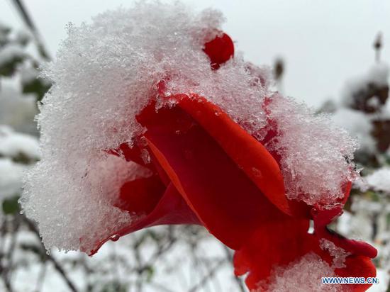  Snow lays on a flower in the suburb of Beijing, capital of China, Nov. 21, 2020.  Beijing witnessed a snowfall on Saturday.  (Xinhua/Liu Jie)