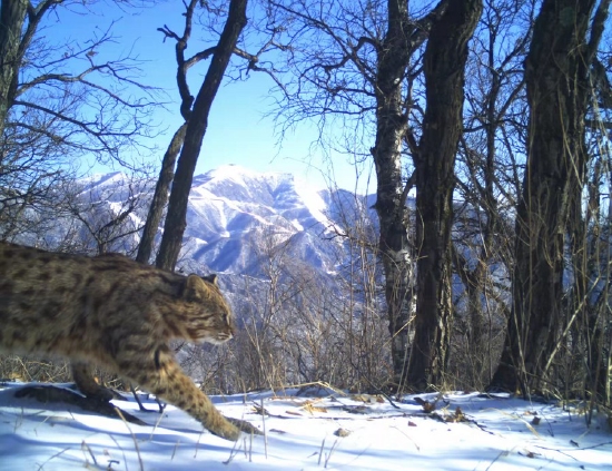 An infrared camera captures an image of a leopard cat walking across fresh snow in Feb. 2021 on a mountainous trail in Yanqing District, Beijing. (Peking University/Chinese Felid Conversation Alliance/Handout via Xinhua)