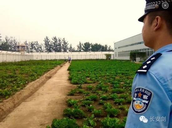 A vegetable garden in the Yancheng prison.All the vegetables and fruits come from the garden and orchard inside the prison, which are  planted by the inmates.