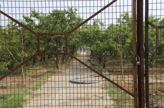 The vegetable garden.