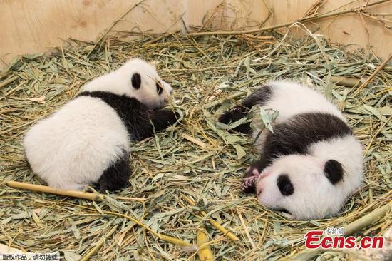 Twin pandas play in the Tiergarten Schonbrunn zoo in Vienna, Austria, Sept. 28, 2016. Initially the zoo thought mother Yang Yang had only given birth to one panda on August 7 because the delivery happened inside a dark nesting box and was only observed via an infrared camera. More than a week passed before zookeepers realized there was a second one. (Photo/Agencies)