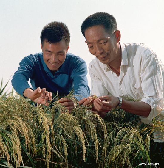 File photo taken in 1976 shows Yuan Longping (R) observing the growth of hybrid rice with his colleague Li Bihu. Chinese scientist Yuan Longping, renowned for developing the first hybrid rice strain that pulled countless people out of hunger, died of illness at 91 on Saturday. (Xinhua)