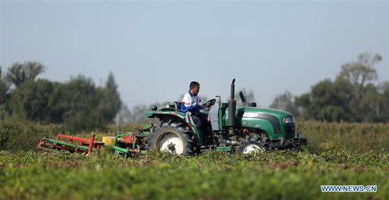 A villager harvests peanuts in the field in Sanglin Village, Anshan City, northeast China's Liaoning Province, Sept. 23, 2020. (Xinhua/Yao Jianfeng)