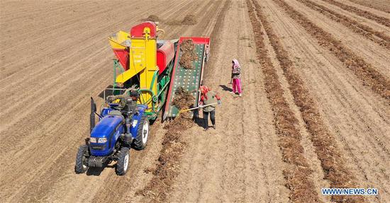 Aerial photo taken on Sept. 23, 2020 shows villagers harvesting peanuts in a field in Sanglin Village, Anshan City, northeast China's Liaoning Province. (Xinhua/Yao Jianfeng)